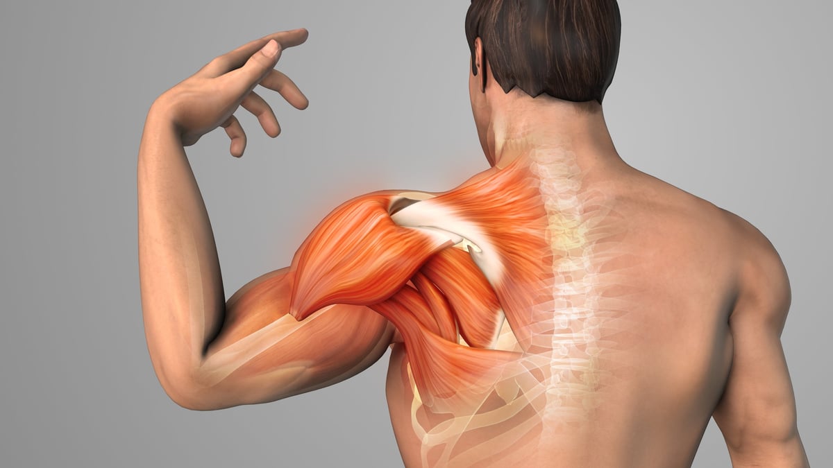 Inflamed shoulder muscle and painful joint. Highlights anatomy, muscle strain, and inflammation around the shoulder region.