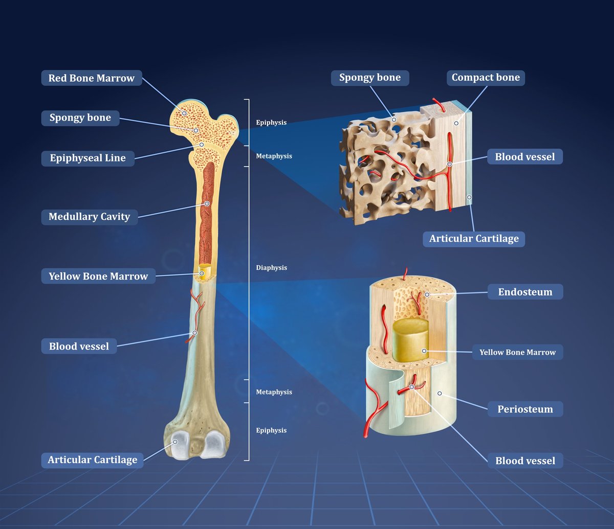 Cross section of an human femur with close ups of its internal structure. Digital illustration.