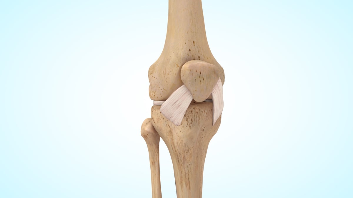 The anterior cruciate ligament of 3d illustration